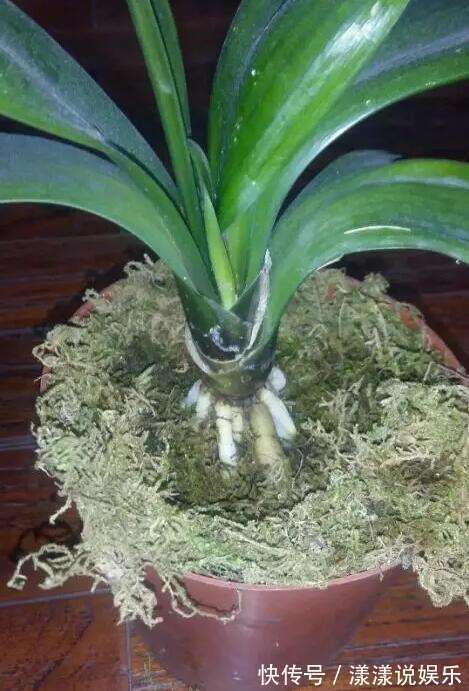 生根|秋天养花，用到2种“生根剂”，花卉长出“胡须根”，一学就会