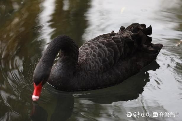 惬意|情报站｜舒服！济南百花洲黑天鹅享受冬日阳光，惬意自在水中游