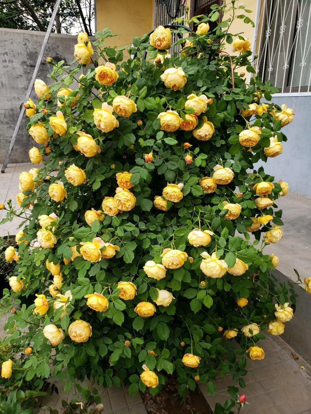 农村养花优势发,地大肥多,一不小心养成小花海!