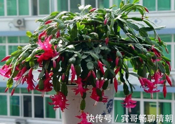 怎么让花期中的蟹爪兰接连开花满足“3要素”开不停