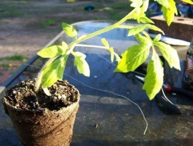 浇水|太神奇了!她在塑料瓶里种蔬菜,一年都吃不完!
