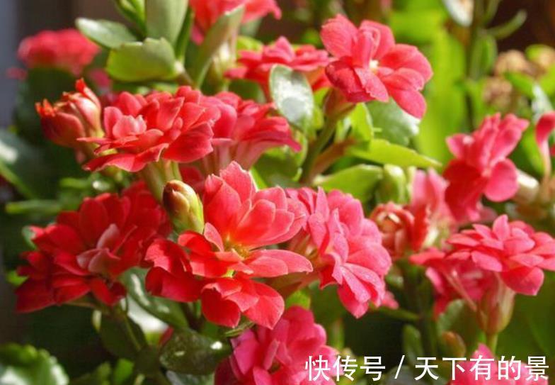 花友|3种花秋天“睡醒后”,及时喂点大补肥,才能长得壮开爆花