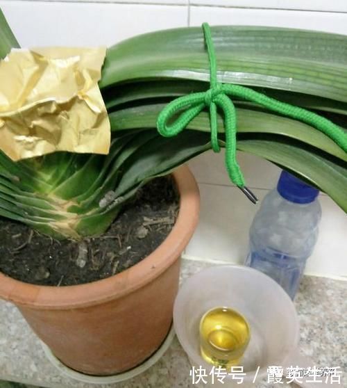 啤酒|君子兰风信子夹箭不开花,简单1招,把花拽出来!