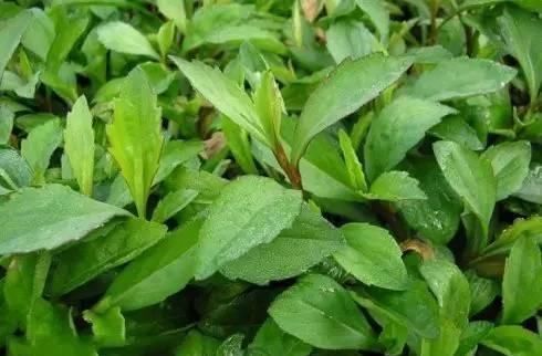 马兰头|农村地头用来喂猪的野菜,却可以预防癌症,赶走大肚腩,早食早好