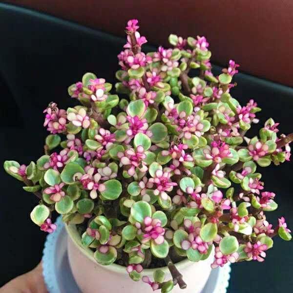 给花换盆、换土、切记2个“小关键”，不然可就白换了！