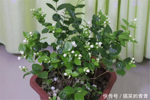 茉莉花有3喜，按照它的习性养，不黄叶，开出层叠群花