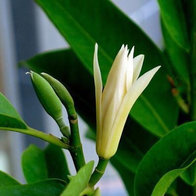 绿萝赶紧扔了吧!此花沾土就活,一年开花200天,比桂花还要香