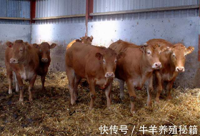 养殖户|牛消化不好拉稀怎么办?牛消化不良拉稀的治疗,学会了很有用