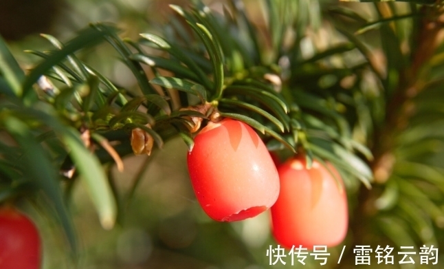 院子里种4种树,注意辨别“公母”,选错了只开花不结果