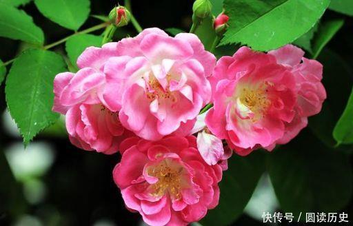 冬天试试养护几款花卉,好养又漂亮,满屋飘香