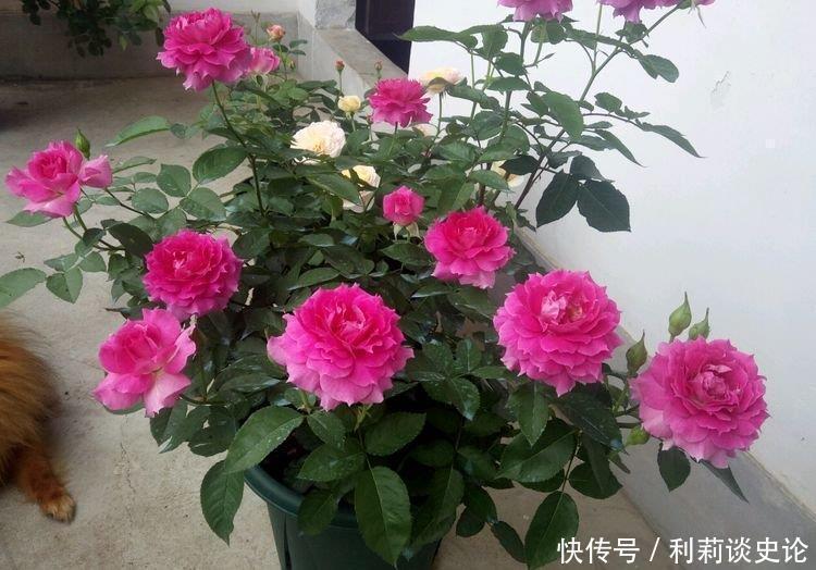 阳台上|4种漂亮花,好养易活能爆盆,招财纳福好运来,日子越过越红火