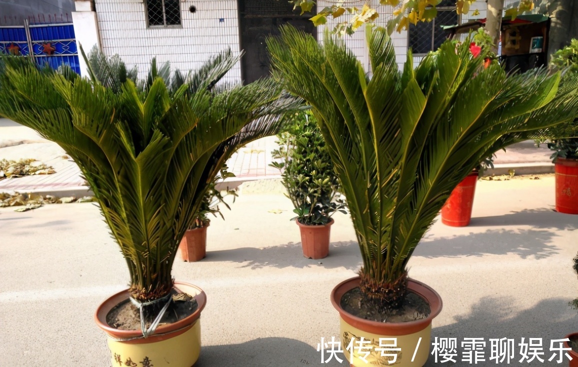 天竺葵|养花“贵精”不在多,养上这“3种”,谁看了都喜欢