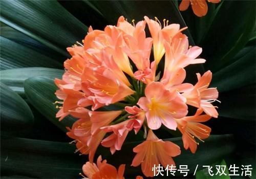 养君子兰,在盆里下“猛料”,叶绿根肥,年年开花收不住