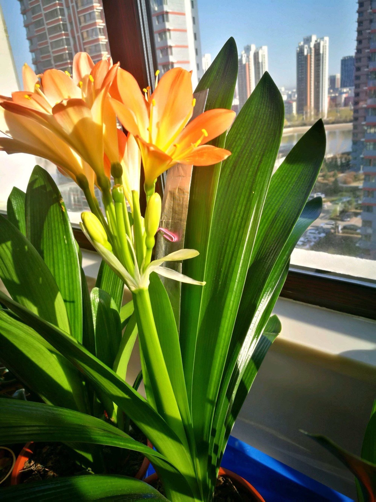 叶片|君子兰夹箭不开花,找根棉签擦一下,花箭立马钻出来!