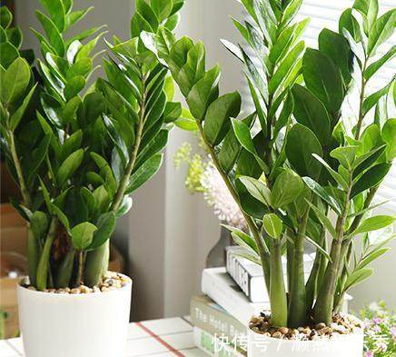 4种花摆放在家中，不仅能净化空气，最重要的是能旺财