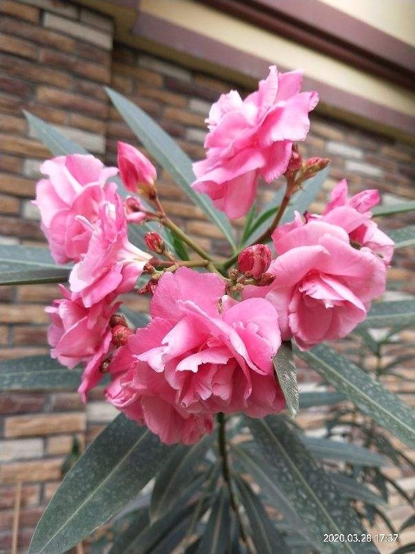 有些花虽好看,但是不适合养在卧室,你中招了吗