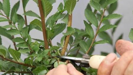  开花|月季花冒新芽能修剪吗？聪明人这种苗都不留，分枝多花量翻倍！