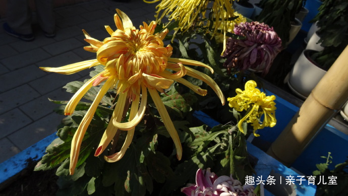 喜欢菊花,不如养“珍品名菊”古刹金刚,花姿独特,刚劲有力!