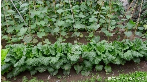 种植的青菜容易生虫子,有什么方法是不打农药就能消灭虫子