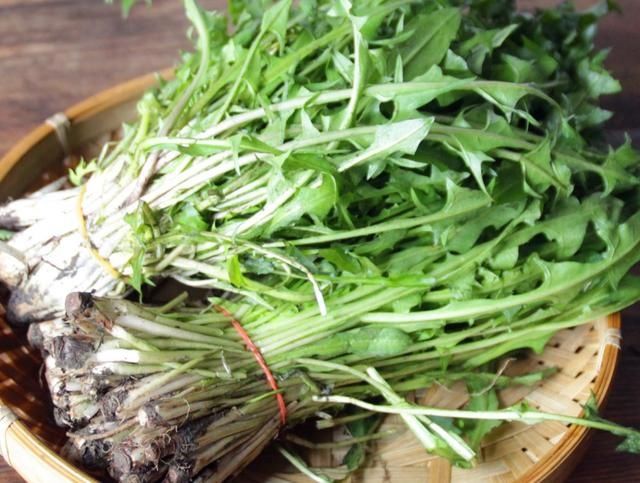蒲公英|夏秋季节,这种野菜别错过,摊成早餐饼香气四溢,营养吸收好