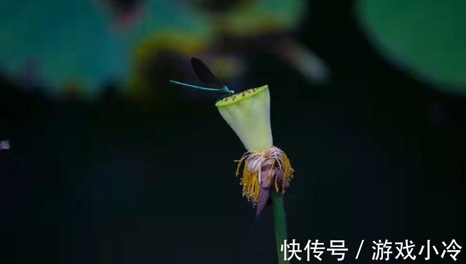 陶弘景!全篇仅有六十八个字,景色与雅趣共存,是骈文中的必读精品!