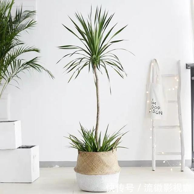 腐殖质|8种“丑花”,个个都有好兆头,家里养几盆,镇宅吉祥,越养越爱