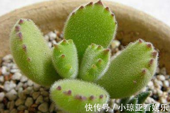 肥厚|养好熊童子不简单，做对以下这四件事，叶片肥厚又饱满