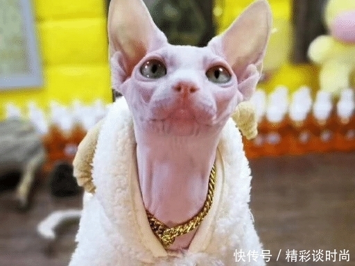 无毛猫的皮肤为什么出油