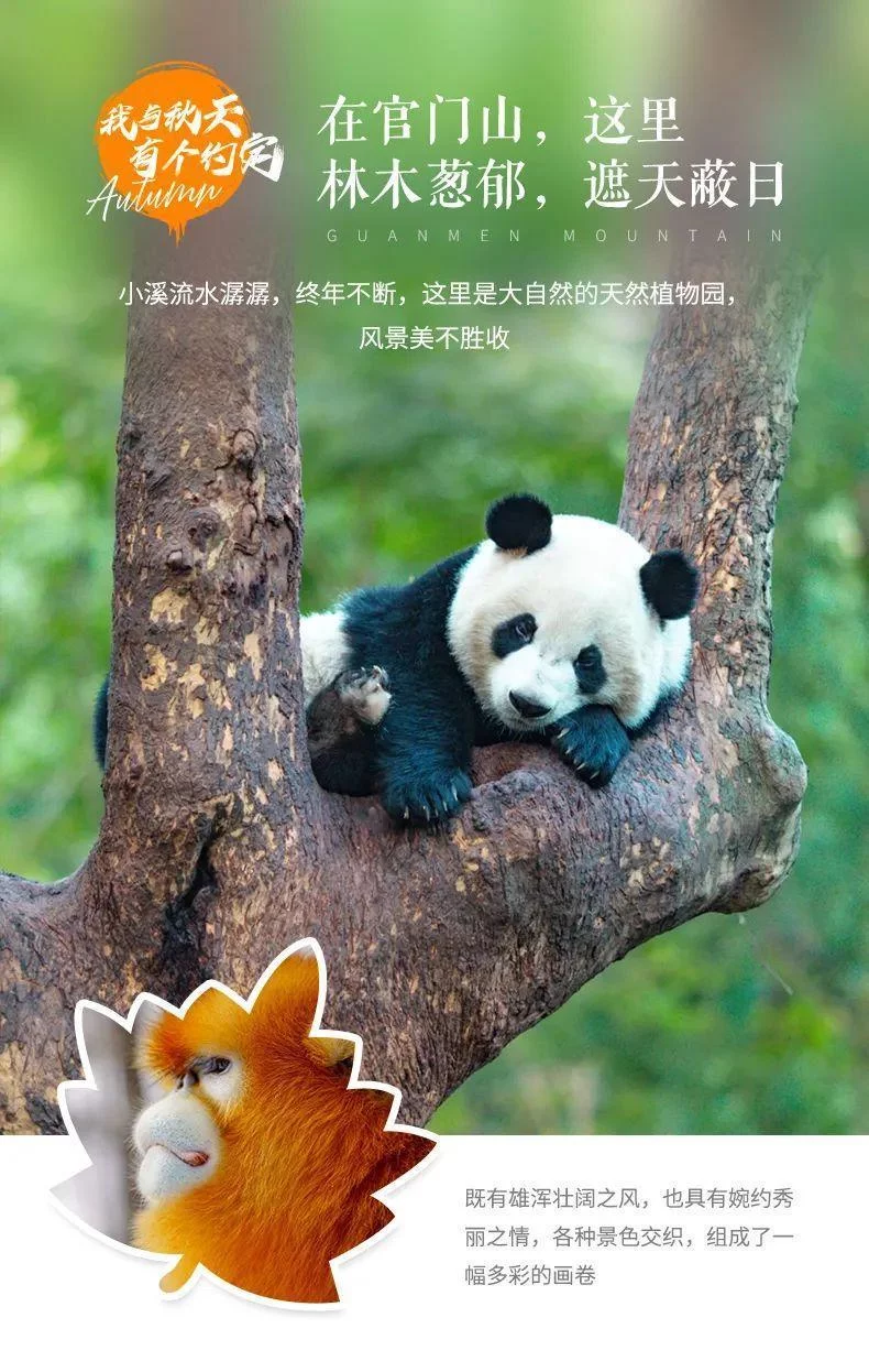 天下风物——《从国庆开始，神农架将迎来“华中屋脊”盛放的秋色！（二）》风光题照