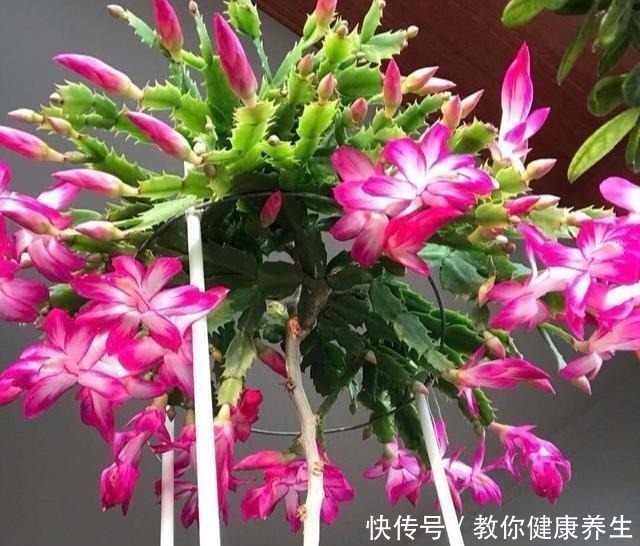 木麒麟|叶仙嫁接蟹爪兰，长到比人高，花开千百朵，一个弱点“毁所有”！
