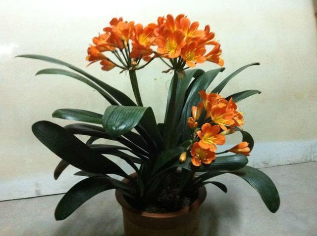 君子兰吃点“补药”，半个月看花箭蹿出来，还能预防烂根