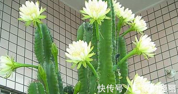 越漂亮的花越“有毒”！快来认识这12种大毒花，涨“知识”不吃亏