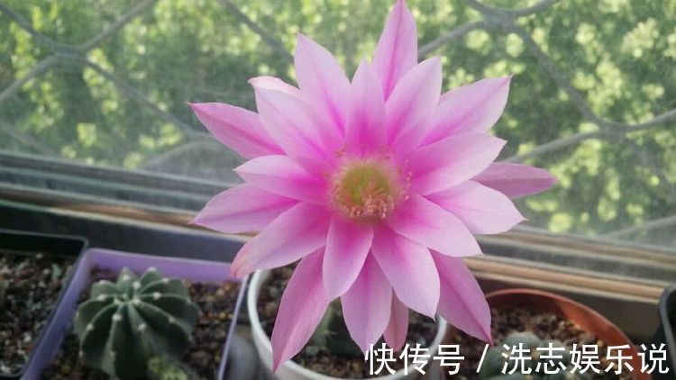 喜欢养菊，那就养盆漂亮的菊花，这花亮丽动人，花开上百天