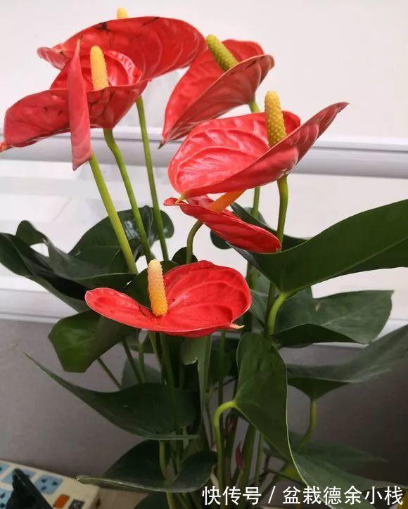 漂亮花|6种“漂亮花”,天天被人爱,家里养一盆,365天轮流开