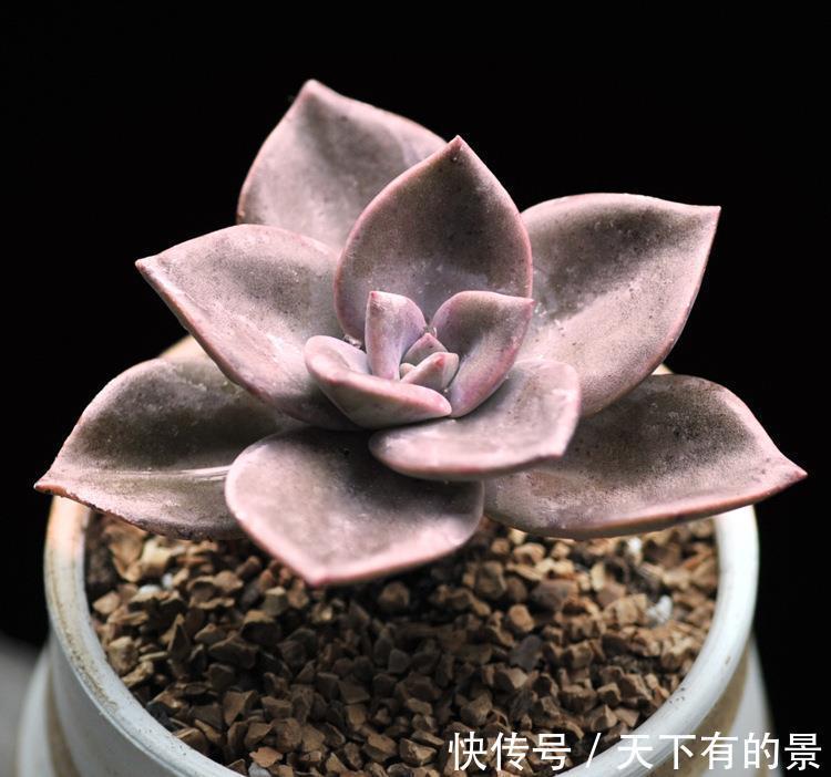 烂根|夏季喜欢养多肉，就养盆旭鹤吧，它属于夏型种，度夏没困难