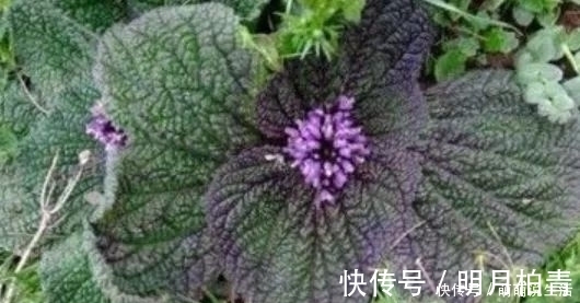 止痛|农村35一斤的癞蛤蟆草，能活血止痛，价值珍贵，却没有多少人知晓