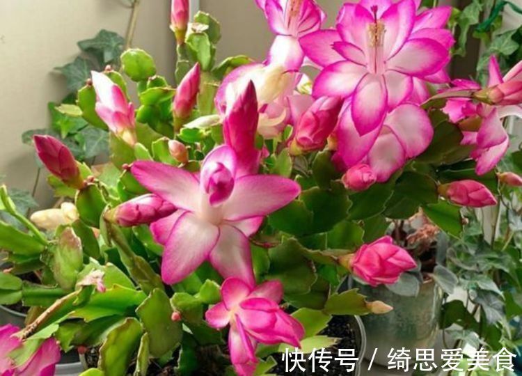 花期超长的室内盆栽,四季开花,开花能力极其惊人,四季繁花似锦