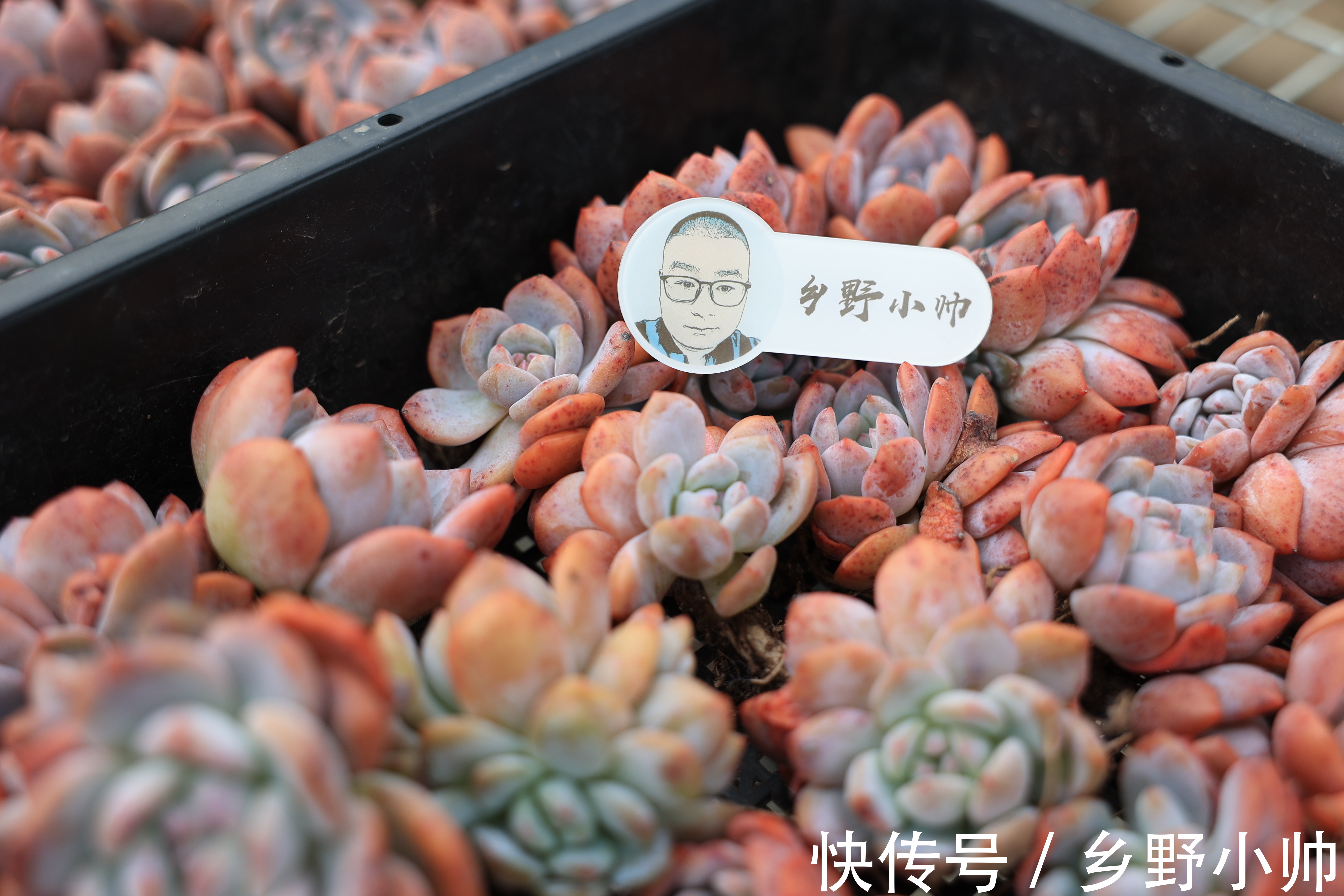 多肉什么情况下可以砍头?砍头后有什么差别?如何养护得更好?