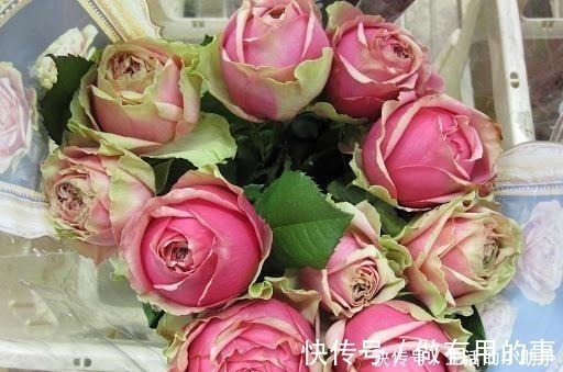 25款包子型月季,花开永不败,大花好养又丰花,新手推荐种植!