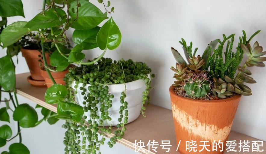 夏季|进入8月，受高温影响，养花种草不注意这几点照样问题频出