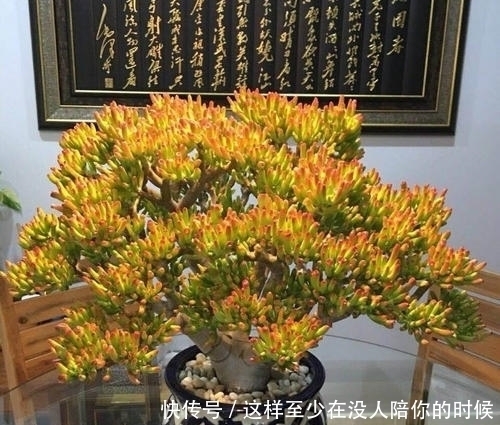 寓意|6种观叶植物,好看又好养,寓意美好,是家庭盆栽佳品!