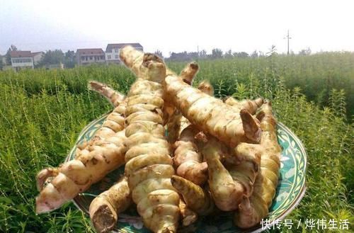 根茎|这野菜是埋在地下的“银条”,药用堪比虫草,一斤6百让人吃不起