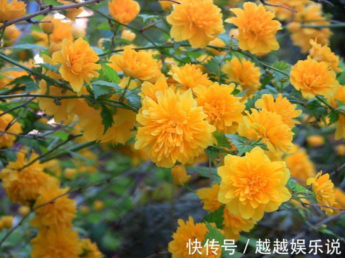 很多人见过棣棠花,却不知其身份,原来它有好多小秘密!