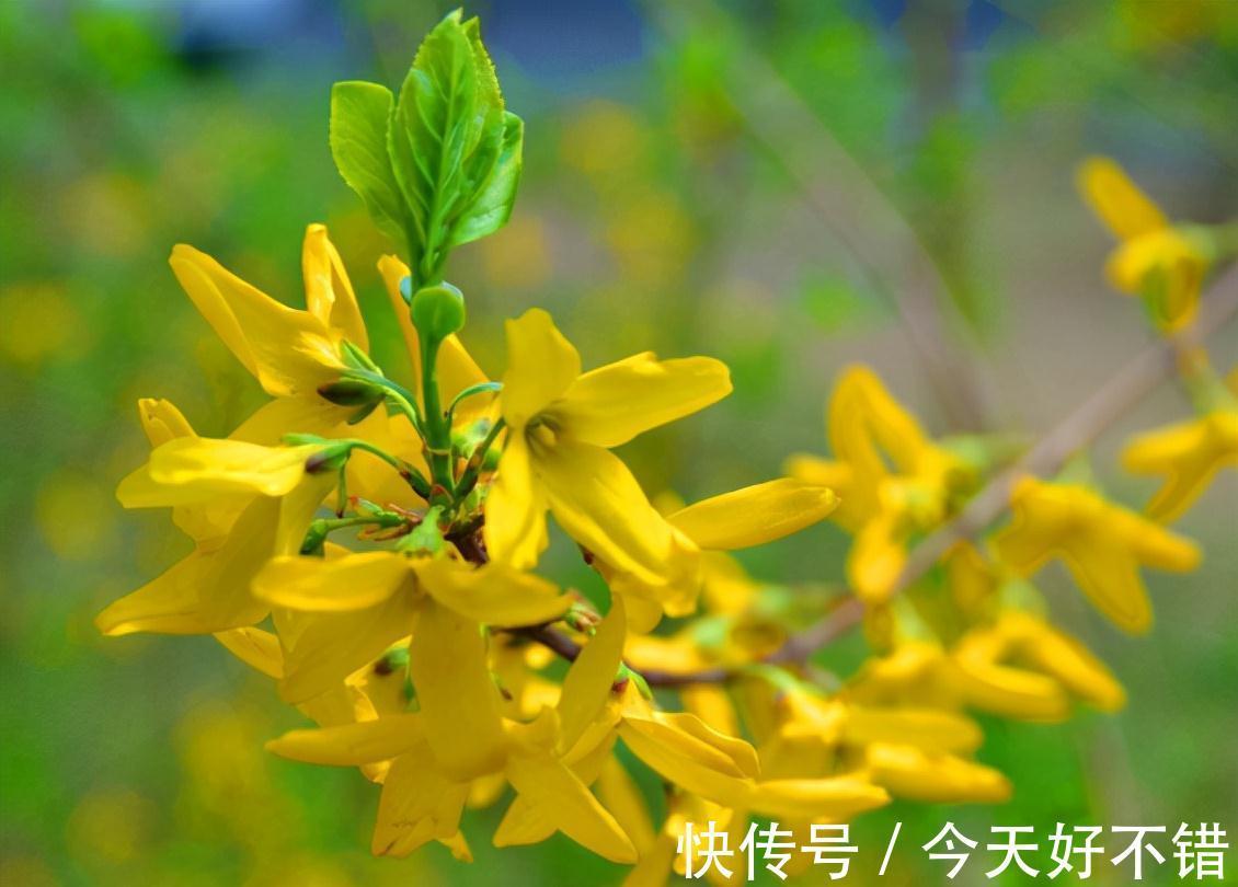 果实|它叫连翘,像极了迎春花,目前百元1公斤,山中遇到请珍惜