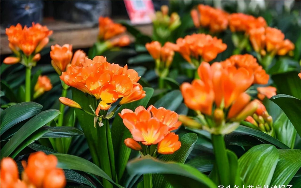 有机肥|冬天养君子兰,满足它8个要求,花箭蹭蹭窜,开花就这么容易