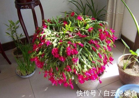 冬季浇花,只用“一神奇水”,不用花“1分钱”,比营养液都好用