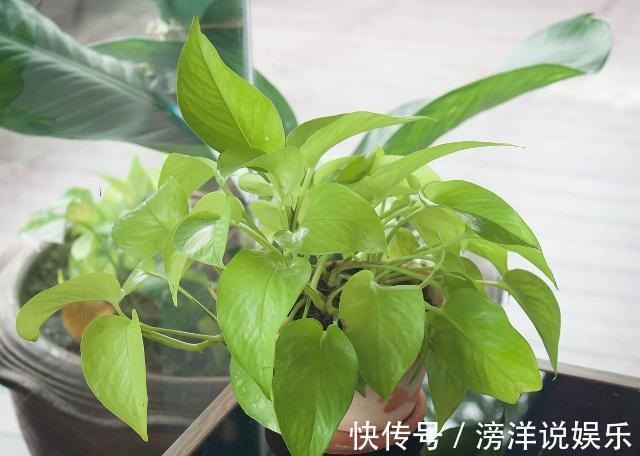 白血病|甲醛最怕“3种花”,家里养1盆,家人身体好,白血病也绕道走