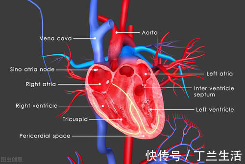 检查|什么是心脏彩超?能检查出什么疾病?听听医生怎么说