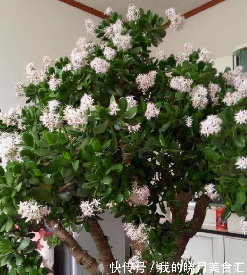 养玉树3个“控养法”，学会克制，才能长成“玉树临风”的大盆景