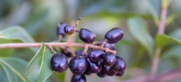 长在山林间的“尿骚树”,老农常用其果子饲喂公羊,效果妙不可言